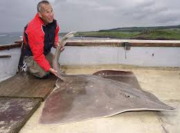 Image result for Dipturus batis