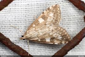 Attēlu rezultāti vaicājumam “Udea olivalis”