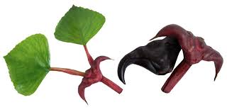 Attēlu rezultāti vaicājumam “Trapaceae”