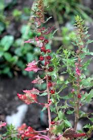 Attēlu rezultāti vaicājumam “Chenopodium foliosum fruit”