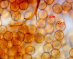 Attēlu rezultāti vaicājumam “Comatricha laxa macro”