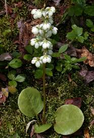 Attēlu rezultāti vaicājumam “Pyrola minor flower”