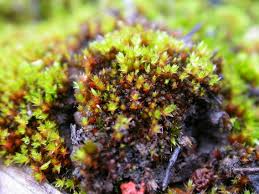 Attēlu rezultāti vaicājumam “Bryum pallens”