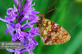 Attēlu rezultāti vaicājumam “Brenthis ino”