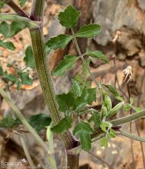 Attēlu rezultāti vaicājumam “Pastinaca sativa subsp. sylvestris”