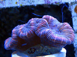 Attēlu rezultāti vaicājumam “Trachyspora intrusa”