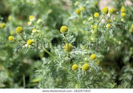 Attēlu rezultāti vaicājumam “Matricaria discoidea”