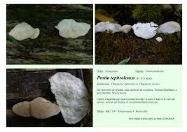 Attēlu rezultāti vaicājumam “Postia tephroleucus”