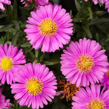Image result for Aster novi-belgii