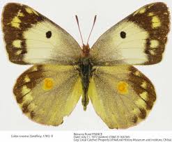 Attēlu rezultāti vaicājumam “Colias croceus underside”