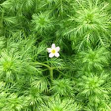 Attēlu rezultāti vaicājumam “Hottonia palustris leaf”