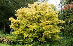 Attēlu rezultāti vaicājumam “Cornus sanguinea”
