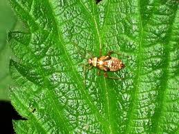 Attēlu rezultāti vaicājumam “Rhabdomiris striatellus imago”