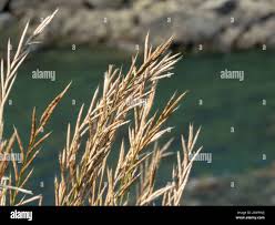 Attēlu rezultāti vaicājumam “Brachypodium pinnatum”