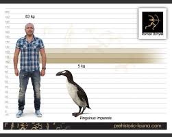 Image result for Pinguinus impennis