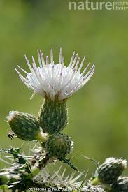 Attēlu rezultāti vaicājumam “Cirsium palustre flower”