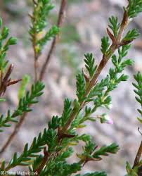 Attēlu rezultāti vaicājumam “Calluna vulgaris leaf”