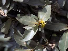 Attēlu rezultāti vaicājumam “Elaeagnus commutata”