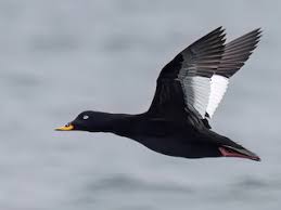 Attēlu rezultāti vaicājumam “Melanitta fusca male”