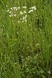 Attēlu rezultāti vaicājumam “Saxifraga granulata flower”