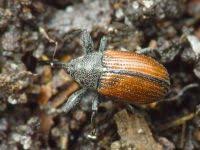 Attēlu rezultāti vaicājumam “Anthonomus phyllocola”