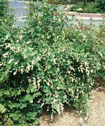 Attēlu rezultāti vaicājumam “Symphoricarpos albus”