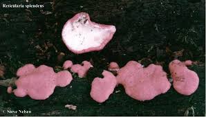 Attēlu rezultāti vaicājumam “Reticularia sp.”