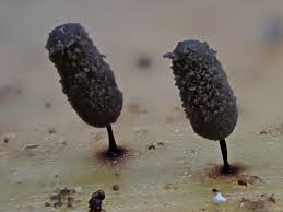 Attēlu rezultāti vaicājumam “Comatricha pulchella”