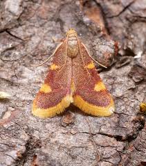 Attēlu rezultāti vaicājumam “Hypsopygia costalis”