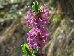 Attēlu rezultāti vaicājumam “Daphne mezereum”