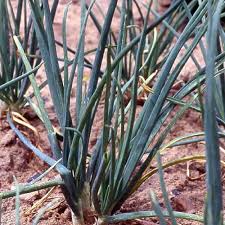 Résultat de recherche d'images pour "Allium fistulosum"