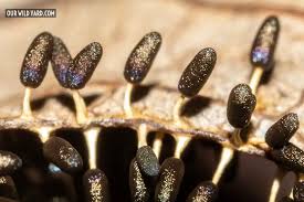 Attēlu rezultāti vaicājumam “Diachea leucopodia spores”