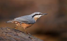 Image result for Sitta europaea