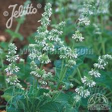 Attēlu rezultāti vaicājumam “Salvia verticillata leaf”