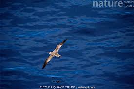 Image result for Puffinus gravis