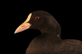 Attēlu rezultāti vaicājumam “Fulica atra”