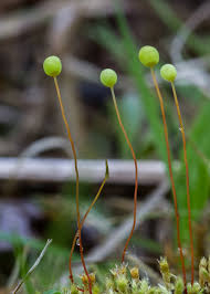 Attēlu rezultāti vaicājumam “Philonotis fontana”