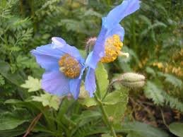 Image result for Meconopsis betonicifolia alba