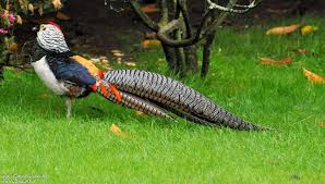 Image result for Chrysolophus amherstiae