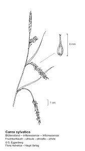 Attēlu rezultāti vaicājumam “Carex sylvatica”