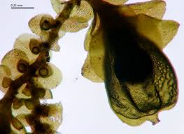 Attēlu rezultāti vaicājumam “Frullania dilatata”