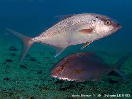 Image result for Seriola rivoliana