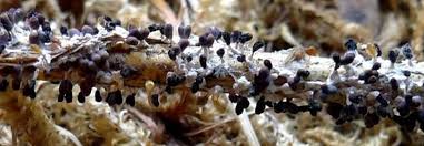 Attēlu rezultāti vaicājumam “Diachea leucopodia”