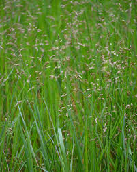 Attēlu rezultāti vaicājumam “Hierochloe odorata”