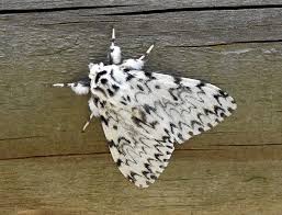 Attēlu rezultāti vaicājumam “Lymantria monacha imago”