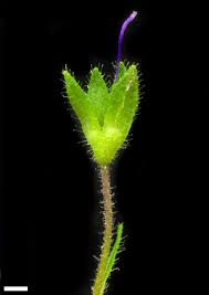 Attēlu rezultāti vaicājumam “Veronica chamaedrys leaf”