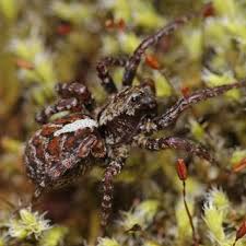 Attēlu rezultāti vaicājumam “Agroeca brunnea”