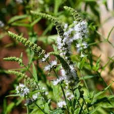 Attēlu rezultāti vaicājumam “Mentha longifolia”