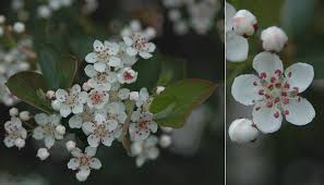 Attēlu rezultāti vaicājumam “Aronia melanocarpa flower”