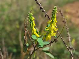 Attēlu rezultāti vaicājumam “Melilotus officinalis”
